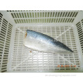 Gefrorener pazifischer Makrele Scomber Japonicus Fischfilet